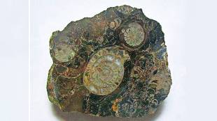 fossil restoration news in marathi