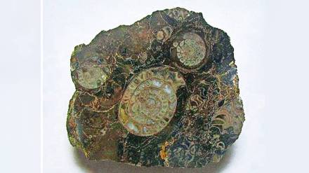 fossil restoration news in marathi