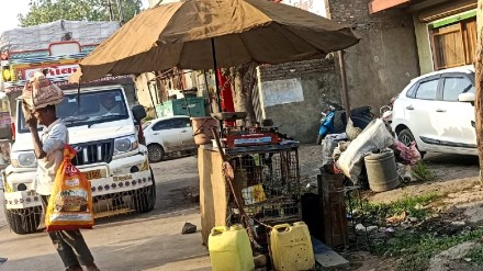 Stray dogs are in trouble due to open meat sale in Jalgaon news