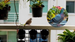 plants to avoid Pigeons sitting in balcony