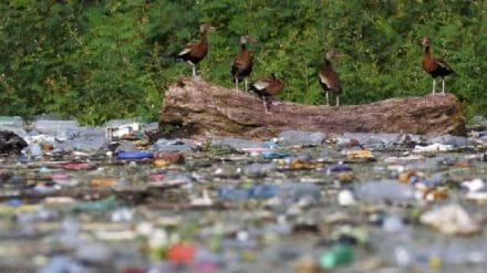 Plastic pollution in wetlands poses serious threat to biodiversity