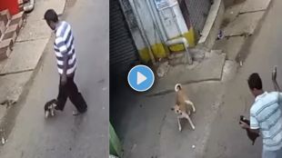 puppy viral Video