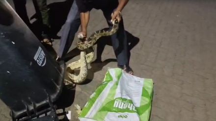 python rescued at midnight from akola petrol pump by snake friend Bal Kalne
