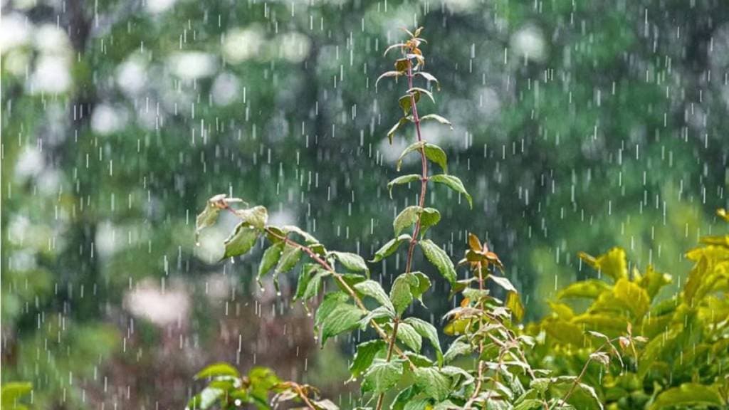 Heavy rain alert in Maharashtra | Weather predictions in Maharashtra