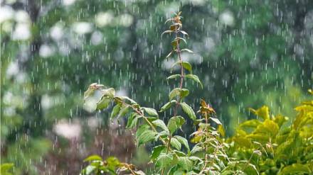 Heavy rain alert in Maharashtra | Weather predictions in Maharashtra