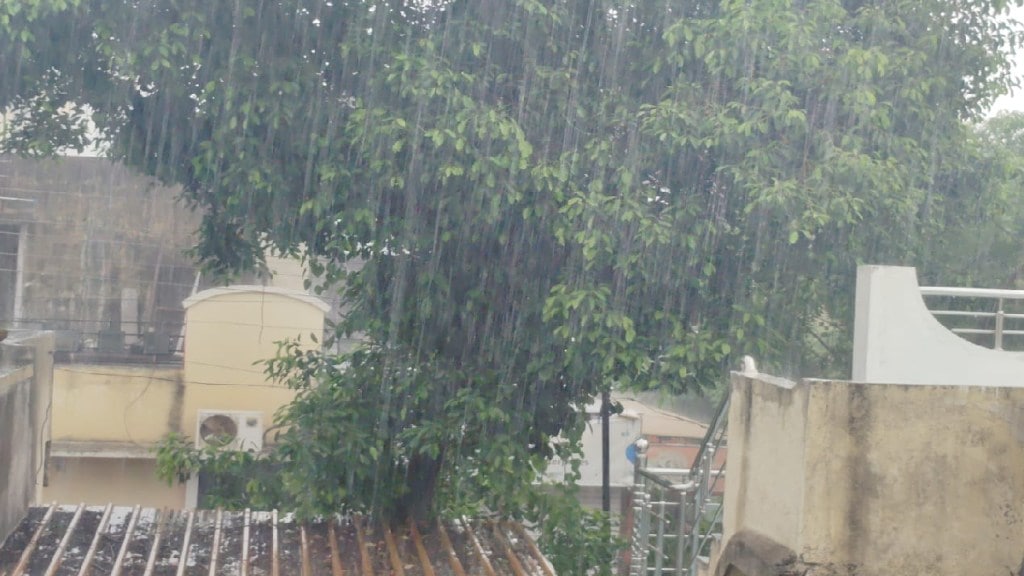 Rains accelerate sowing in Akola district