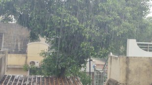 Rains accelerate sowing in Akola district