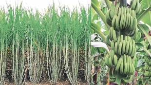 agriculture and tourism development in Solapur news in marathi