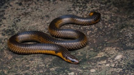 rare shieldtail snake spotted in thane during monsoon