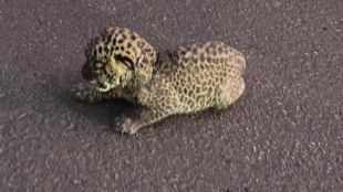 ratnagiri leopard cub and mother reunion rescue by forest department