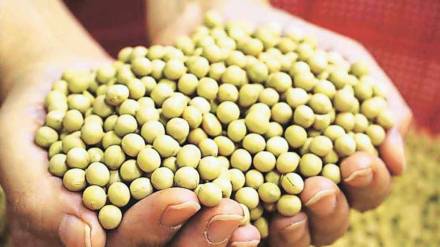 complaint against Kedar company seeds news in marathi