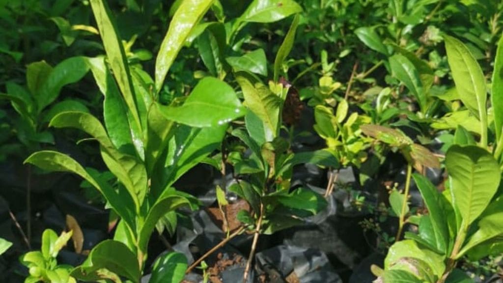 sindhudurg forest department rare medicinal plant sindhudurg forest department rare medicinal plant