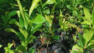 sindhudurg forest department rare medicinal plant