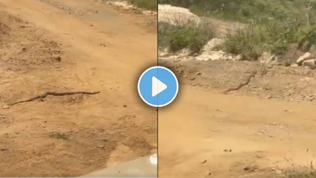 snake king cobra viral video
