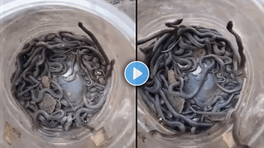 Snake video viral 100 snakes found in a house at up shocking viral video