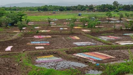 uran monsoon delay dry sowing rice farmers cloth covering protection