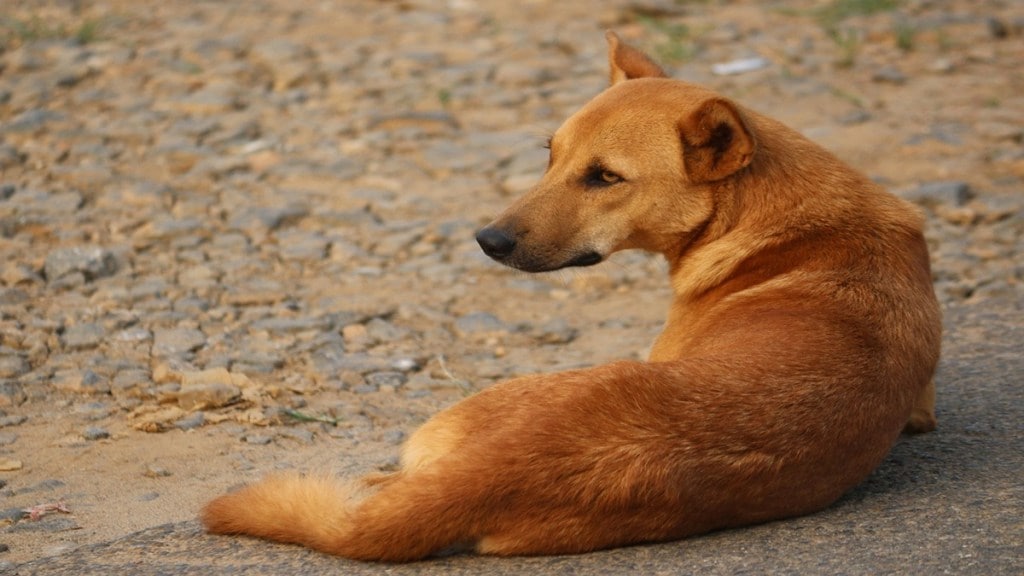 stray dogs attack girl , dogs attack girl Kalyan East,