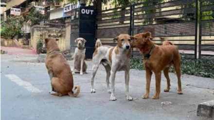 news on Jalgaon dog attack news in marathi