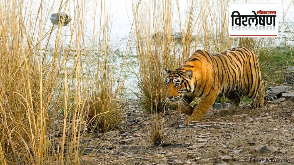national wildlife conservation authority strategies to prevent tiger human conflict