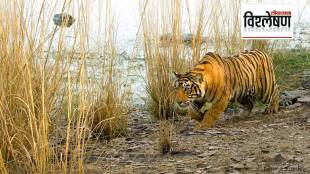 national wildlife conservation authority strategies to prevent tiger human conflict