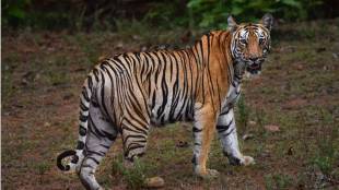 Pench Wildlife Sanctuary tiger