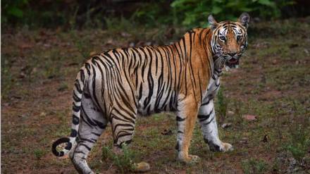 Pench Wildlife Sanctuary tiger