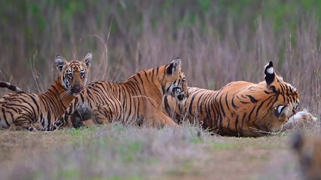 Tipeshwar Sanctuary , Four Mark Tiger, Tipeshwar Sanctuary , Four Mark Tiger,