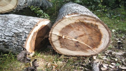 cutting of trees, hoarding, Western Expressway,