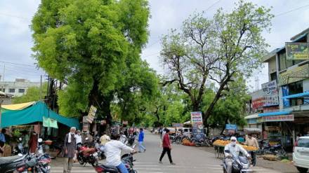 Supreme Court order on Shivajinagar road tree conservation news in marathi
