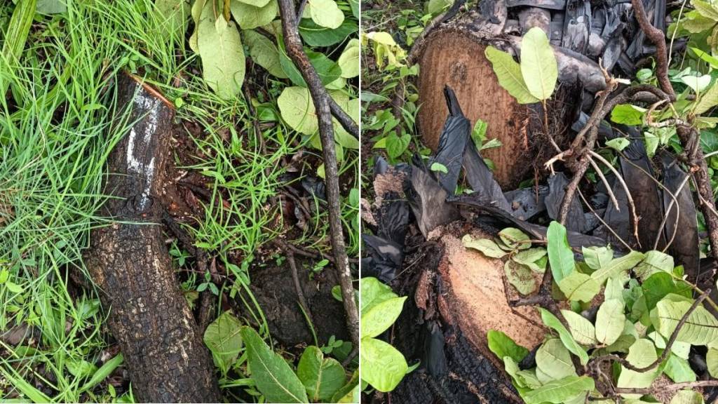 tree cutting for metro car shed news in marathi tree cutting for metro car shed news in marathi