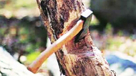 Civic staff will cut dangerous trees 748 such tasks done citywide in two months