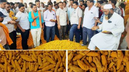 Hingoli turmeric market update