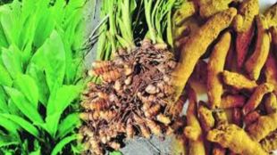 Hingoli two lakh saplings from Balasaheb Thackeray Turmeric Center registered for purchase