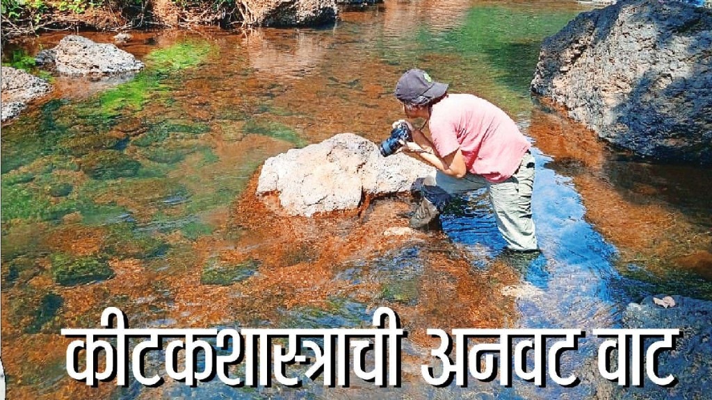 Loksatta viva Jungle Gayatri Pawar Nature Entomology Education Loksatta viva Jungle Gayatri Pawar Nature Entomology Education