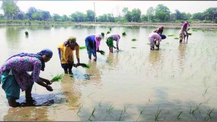 लोक- लौकिक: पेरता पेरता... (लोकसत्ता टिम)