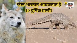 हिमालयीन लांडग्यापासून ते भारतीय खवले मांजरापर्यंत, फक्त भारतात आढळतात हे १० दुर्मिळ प्राणी!