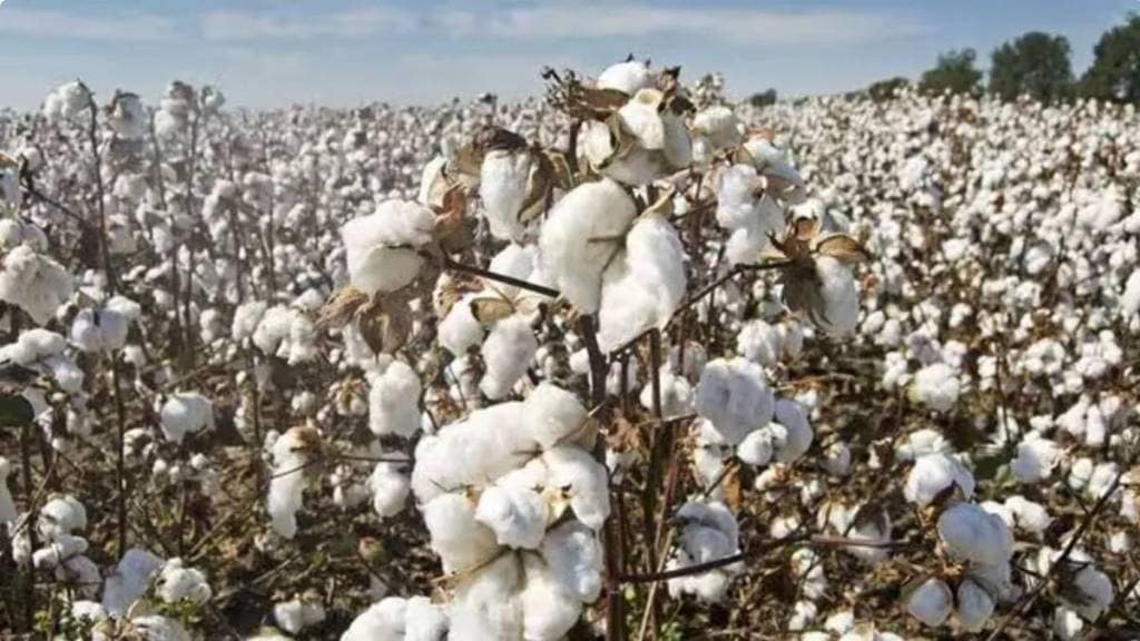 Marathwada is witnessing a decrease of 2 lakh 42 thousand 864 hectares in cotton sowing area this year