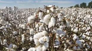 Marathwada is witnessing a decrease of 2 lakh 42 thousand 864 hectares in cotton sowing area this year