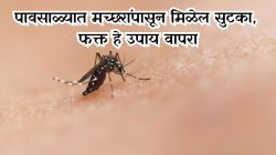 पावसाळा सुरू होताच मच्छरांचा त्रास वाढला? हे ५ सोपे घरगुती उपाय करून बघा, झटक्यात गायब होईल डास