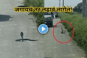 A deadly fight between a snake and a mongoose