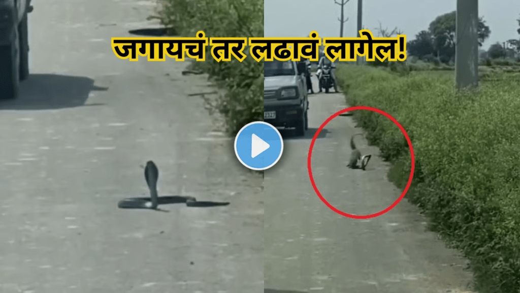 A deadly fight between a snake and a mongoose