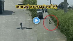 “जगायचं तर लढावं लागेल! भरररस्त्यात नाग अन् मुंगूसमध्ये जुंपली जीवघेणी लढत…पुढे जे घडलं ते थरकाप उडवणारं!” Video Viral