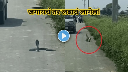 A deadly fight between a snake and a mongoose