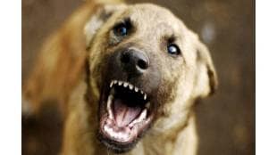 A family was beaten up in Dapodi over a dispute over a dog bite