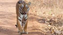 संजय गांधी राष्ट्रीय उद्यानात वाघाच्या हल्लात वनमजूर जखमी