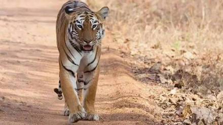 A tiger attacked a forest labourer in Sanjay Gandhi National Park