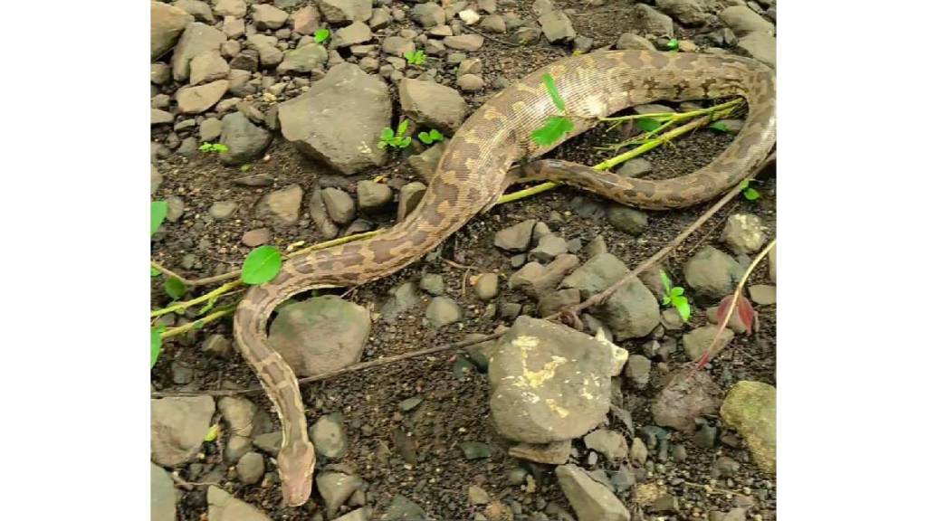 A wild rabbit was swallowed by a python in Bodhla village of Nagpur