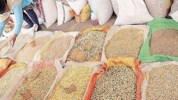 नांदेडमध्ये बोगस बियाणे, खतांवर कारवाई, १४ जणांचे परवाने निलंबीत