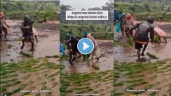Video : भातलावणी करतानाचा असा आनंद फक्त कोकणातला शेतकरी घेऊ शकतो! भर पावसात शेतकऱ्याने धरला ठेका, पाहा भन्नाट व्हिडीओ