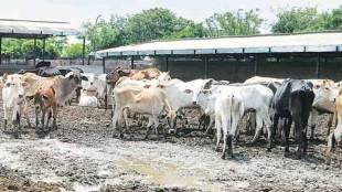 Maharashtra animal husbandry reform